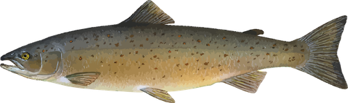atlantic salmon sockeye salmon chum salmon brown trout smoked salmon salmon bd854e419df5d456ddcb9644.png