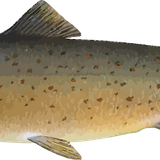 atlantic salmon sockeye salmon chum salmon brown trout smoked salmon salmon bd854e419df5d456ddcb9644
