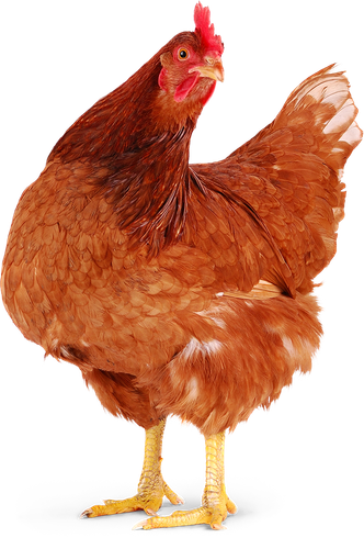 chicken meat hen poule pondeuse rooster chicken f462ed313cbf18f43a239a49cbb07f74.png