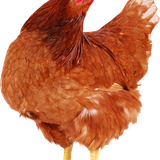 chicken meat hen poule pondeuse rooster chicken f462ed313cbf18f43a239a49cbb07f74