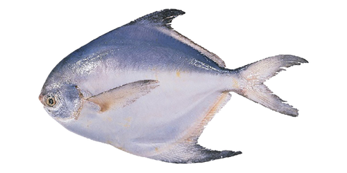 pampus argenteus black pomfret fish seafood fish ceb9f733877602dc27581582a14111bb