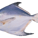 pampus argenteus black pomfret fish seafood fish ceb9f733877602dc27581582a14111bb