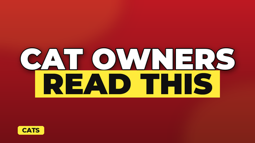 thumb cat insurance do you really need it landscape.png