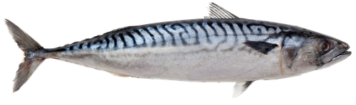 atlantic mackerel pelagic fish atlantic herring mackerel c016f7be689aa2d860ba1ed18f24ae05
