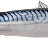 atlantic mackerel pelagic fish atlantic herring mackerel c016f7be689aa2d860ba1ed18f24ae05