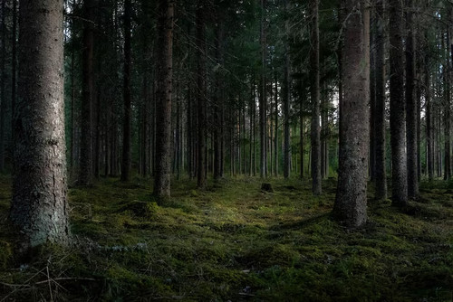 beautiful shot forest with tall green trees 181624 20615.jpg