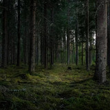 beautiful shot forest with tall green trees 181624 20615