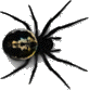 spider1.gif