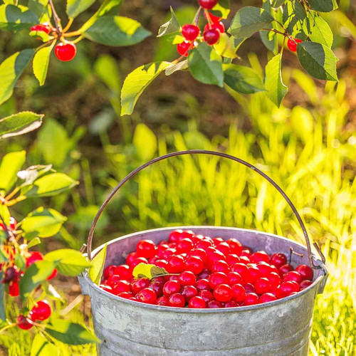 bhg montmorency sour cherry tree 102823435 5aa7a5ff0c264617939d2958ff9a0b60.jpg