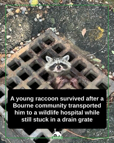 draft 344.jpg