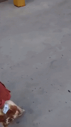 CbJWFpe.gif