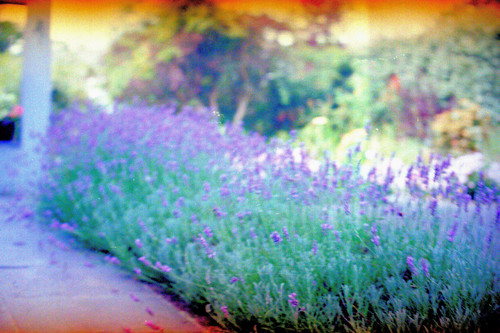lavenderburm2~2.jpg