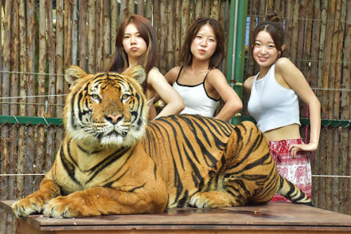 tigergirls.jpg