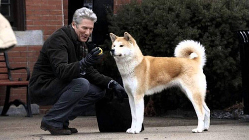 hachi a dogs tale a lesson on unconditional love and loyalty.jpg