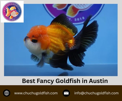 Best Fancy Goldfish in Austin.jpg