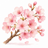 34. さくら（桜）— Sakura bunga sakura