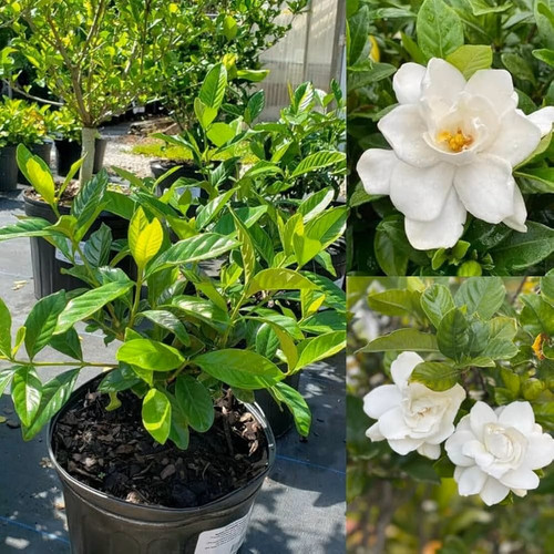 Gardenia Flower Plant Gandharaj Flowers SDL227163172 1 b5282.jpg