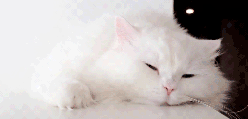1000054942.gif