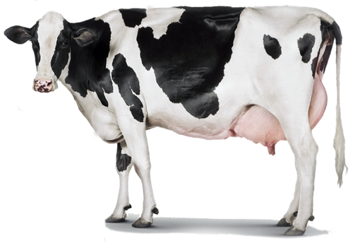 holstein friesian cattle milk dairy cattle dairy farming milk 0346ead045755294334bf6239f789e6f