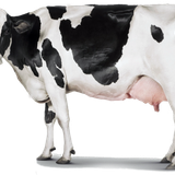 holstein friesian cattle milk dairy cattle dairy farming milk 0346ead045755294334bf6239f789e6f