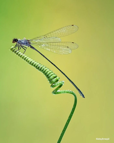These Dreamlike Macro Photos Turn Tiny Creatures Into The Stars Of Their Own Magical World 6a46624e6.jpg