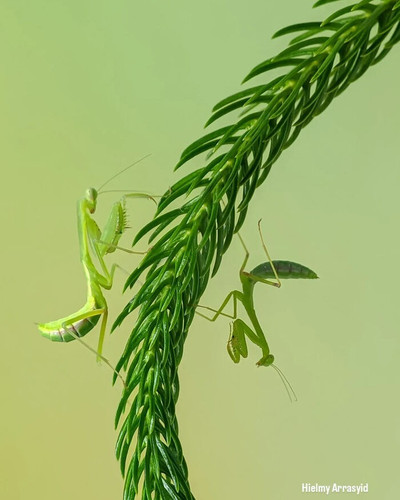 6 6a21d783bc67a png 700.jpg