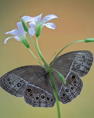 21 6a21d7b9250c1 png 700.jpg