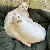 IMG 0854