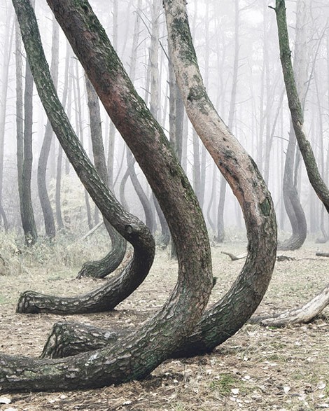 crooked forest krzywy las kilian schonberger poland 2.jpg