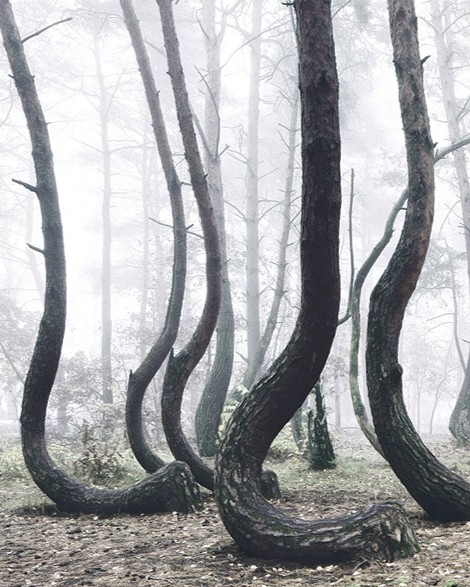 crooked forest krzywy las kilian schonberger poland 6.jpg