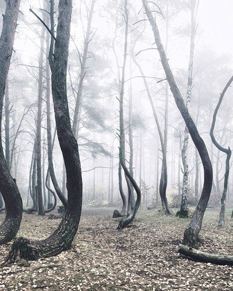 crooked forest krzywy las kilian schonberger poland 4.jpg