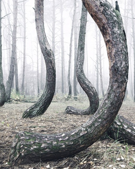crooked forest krzywy las kilian schonberger poland 7.jpg