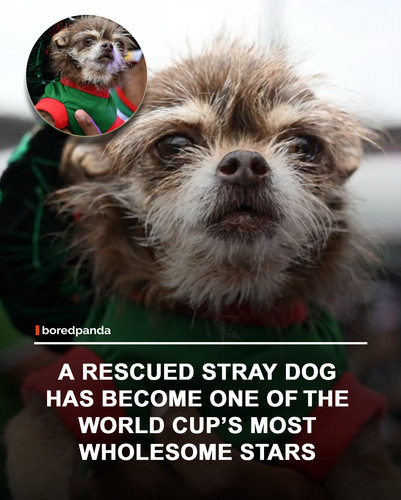 img facts.jpg