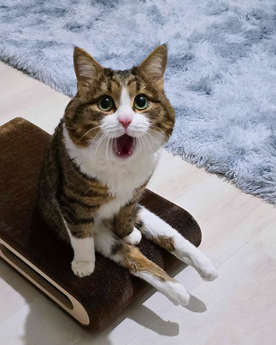 67ac57e309039 700.jpg