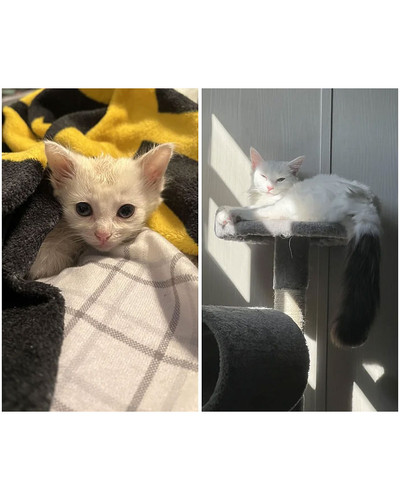 before after adoption rescued cats pictures 513 649159536c770 700 bordered.jpg
