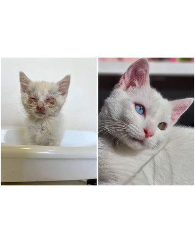before after adoption rescued cats pictures 524 64915dfaef796 700 bordered.jpg