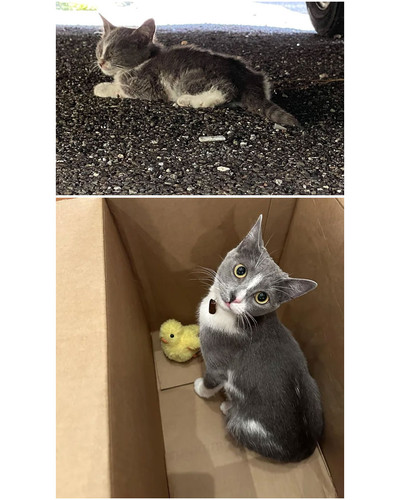 before after adoption rescued cats pictures 518 64915df0c78d3 700 bordered.jpg