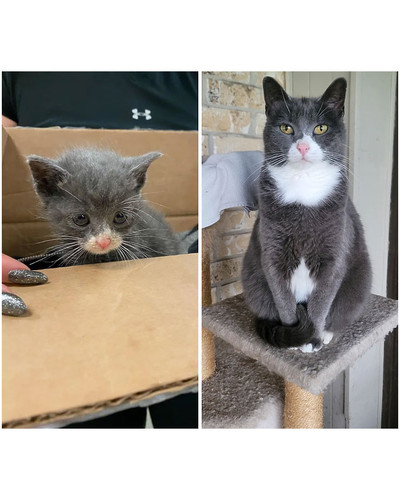 before after adoption rescued cats pictures 521 64915df674ba1 700 bordered.jpg