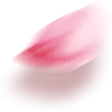 花瓣2