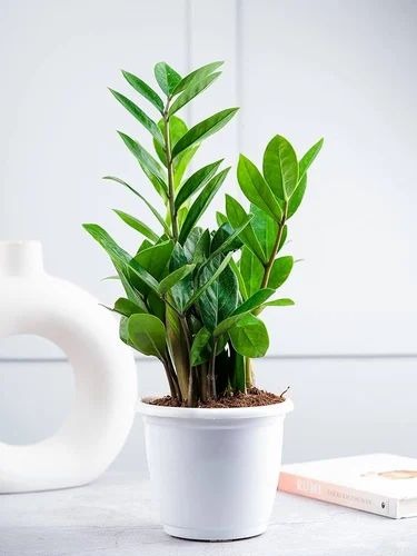 zee zee plant 500x500.jpg