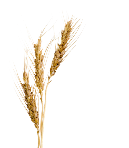 barley malt syrup barley malt syrup wheat barley malt extract barley 9c8169b88b7c11bddf47ee97bf4d61d