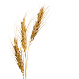 barley malt syrup barley malt syrup wheat barley malt extract barley 9c8169b88b7c11bddf47ee97bf4d61d