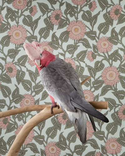 ClaireRosen BOF 7461 Galah 2012 69f99dbe7b01f 700.jpg