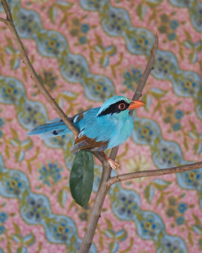 ClaireRosen BOF 2969 JavanGreenMagpie 2015 69f99db7016aa 700.jpg
