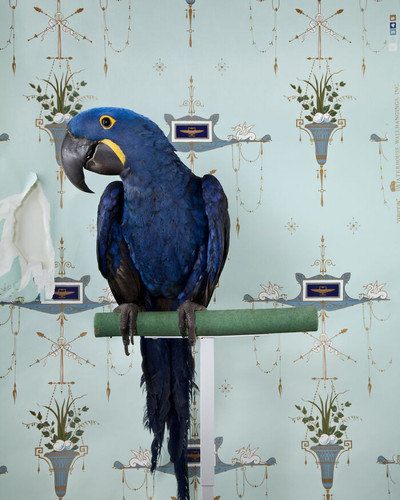 ClaireRosen BOF 7677 HyacinthMacaw 2012 makethiseupdatestoPSB 69f99dc0b6efb 700.jpg