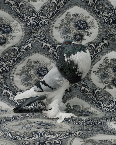 ClaireRosen FOW 9564 EnglishPouterPigeon 2018 69f99de26368a 700.jpg