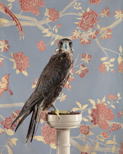 ClaireRosen BOP 4338 SakerFalcon 2016 69f99dcc8ba28 700.jpg