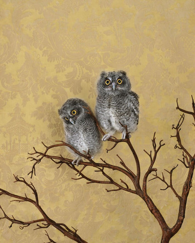 ClaireRosen BOP 7711 SpottedEagleOwlets 2021 69f99dd836483 700.jpg