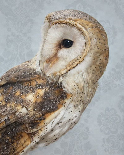 ClaireRosen BOP 7275 BarnOwl 2016 69f99dd499429 700.jpg