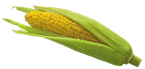 maize clip art corn png picture a1a7162da46c2289a980b6993804a938